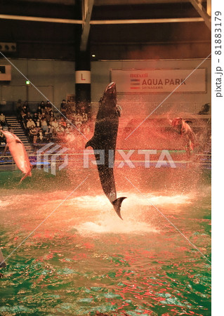 水族館のイルカショーでイルカジャンプの写真素材