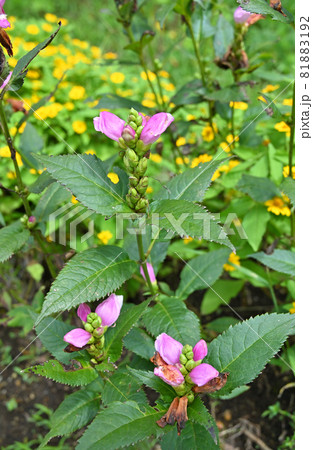 植物：ジャコウソウモドキ　麝香草擬　オオバコ科 81883192