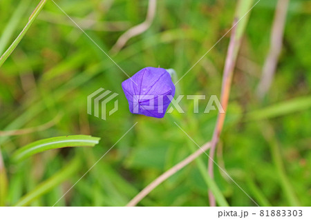 山野に咲く青紫色のキキョウの風船状の蕾 81883303