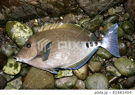 大きなニザダイが釣れた 81883404