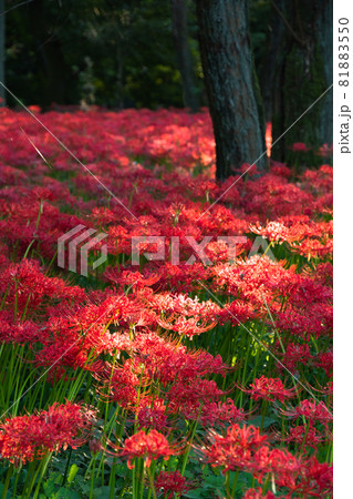 光り輝く巾着田の曼殊沙華(縦構図) 光り輝く巾着田の曼殊沙華(縦構図) 81883550