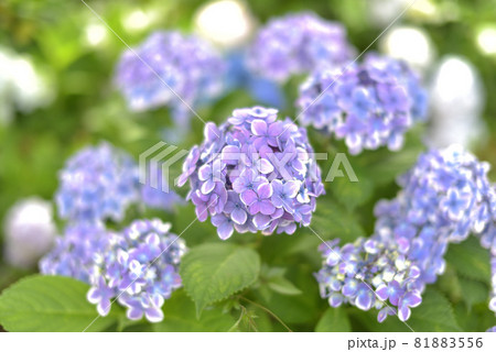 あじさい・アジサイ・紫陽花 あじさい・アジサイ・紫陽花 81883556