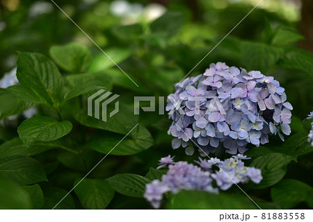 あじさい・アジサイ・紫陽花 81883558