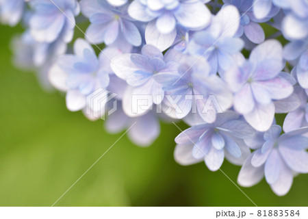 あじさい・アジサイ・紫陽花 81883584