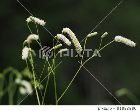 ナガボノシロワレモコウの花 ナガボノシロワレモコウの花 81883886