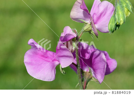 Pink sweet pea flowers in close up 81884019