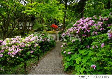 日本庭園 ツツジ ピンク色の花 春 日本庭園 ツツジ ピンク色の花 春 81884165