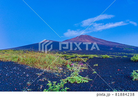 （静岡県）富士山　御殿口登山道のフジアザミ　夜明け 81884238