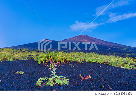 （静岡県）富士山　御殿口登山道のフジアザミ　夜明け 81884239