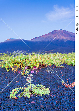 (静岡県)富士山 御殿口登山道のフジアザミ 夜明け (静岡県)富士山 御殿口登山道のフジアザミ 夜明け 81884240