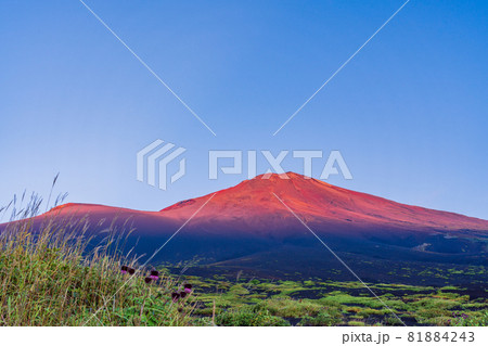 （静岡県）富士山　御殿口登山道のフジアザミ　夜明け 81884243