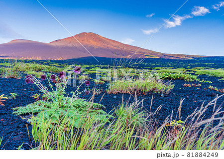 (静岡県)富士山 御殿口登山道のフジアザミ 夜明け (静岡県)富士山 御殿口登山道のフジアザミ 夜明け 81884249