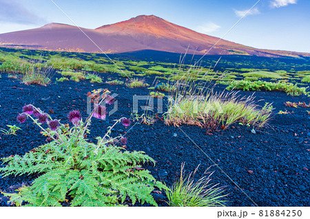 (静岡県)富士山 御殿口登山道のフジアザミ 夜明け (静岡県)富士山 御殿口登山道のフジアザミ 夜明け 81884250