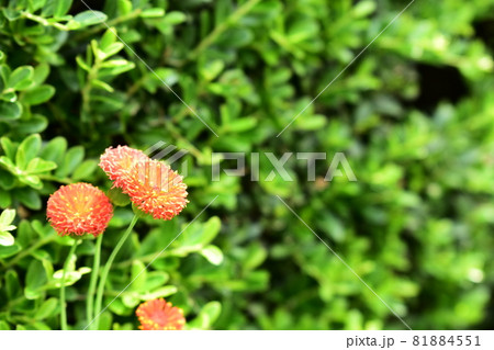 カカリアの花の写真素材