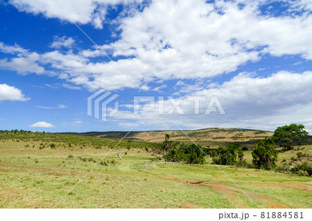 アフリカのサバンナの綺麗な青空と草原が広がる雄大な風景（ケニア、マサイマラ国立保護区）の写真素材 [81884581] - PIXTA