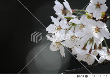 春爛漫満開 春爛漫満開 81884973