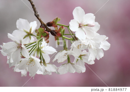 背景満開 背景満開 81884977