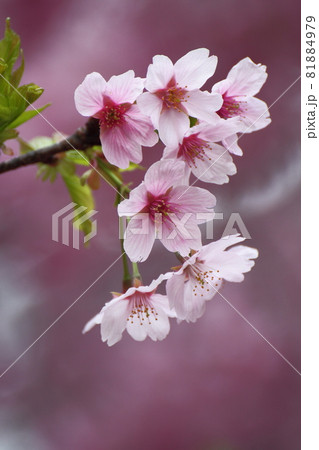 背景満開 背景満開 81884979