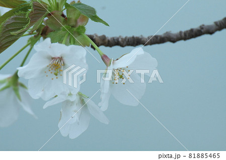 春爛漫満開 81885465