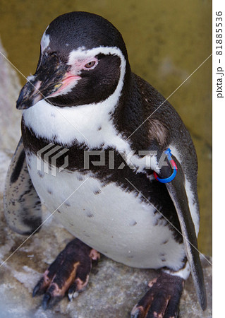 フンボルトペンギン　可愛い動物　天王寺動物園　ペンギン 81885536