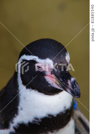 フンボルトペンギン　可愛い動物　天王寺動物園　ペンギン 81885540