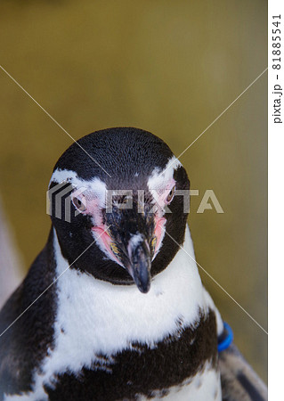 フンボルトペンギン　可愛い動物　天王寺動物園　ペンギン 81885541