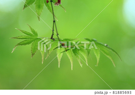 緑萌える 81885693