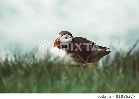 Single atlantic puffin Single atlantic puffin 81886277
