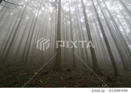 埼玉県秩父の武甲山の登山道 埼玉県秩父の武甲山の登山道 81886496