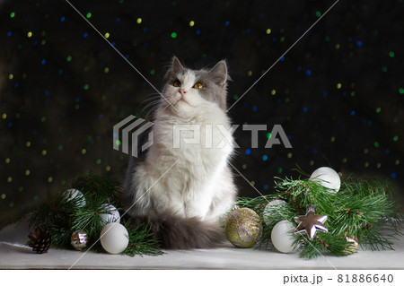 Christmas cat lies on a wooden background with Christmas toys and garlands. 81886640