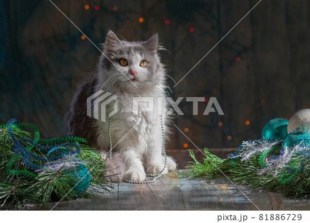 Cute cat playing and Christmas tree 81886729