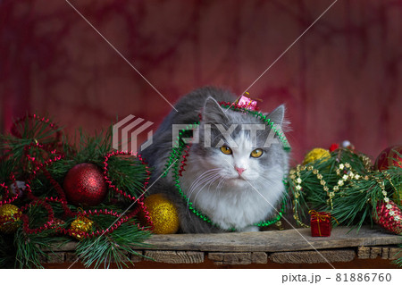 Happy celebration with Christmas toys and garlands. Cat and Christmas gifts Happy celebration with Christmas toys and garlands. Cat and Christmas gifts 81886760