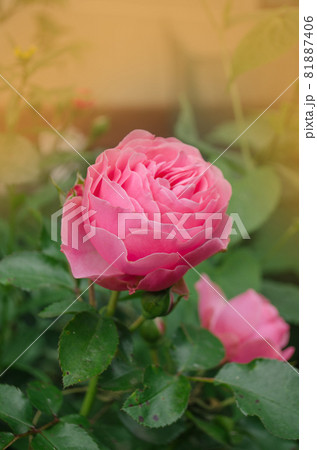 Pink roses in the garden. Pink rose flower 81887406