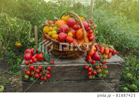 Tomatoes growing in the garden. Freshly harvested tomatoes. 81887423