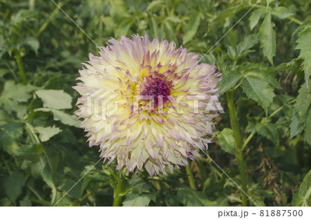 Close-up of pink yellow white semi cactus dahlia 81887500