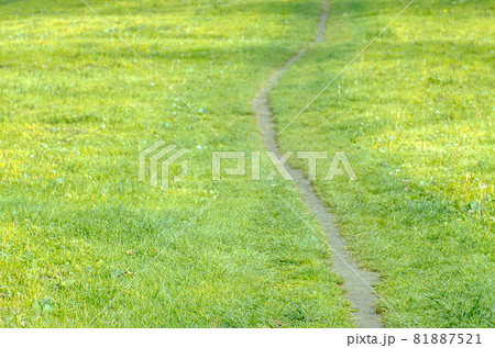 Dirt road at a meadow. Lane in meadowの写真素材 [81887521] - PIXTA