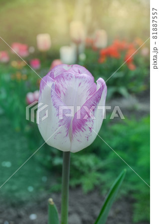 White tulip with purple stripes Shirley White tulip with purple stripes Shirley 81887557