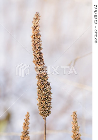 Agastache foeniculum seeds Agastache foeniculum seeds 81887682