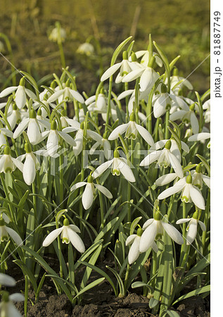 Forest full of snowdrops Forest full of snowdrops 81887749
