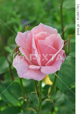 Bush of pink roses. Pink flowers in garden. Bush of pink roses. Pink flowers in garden. 81887761