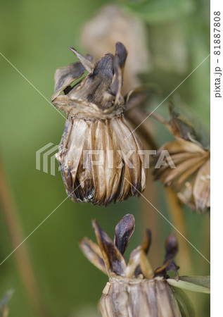 Dry flower dahlia seed 81887808