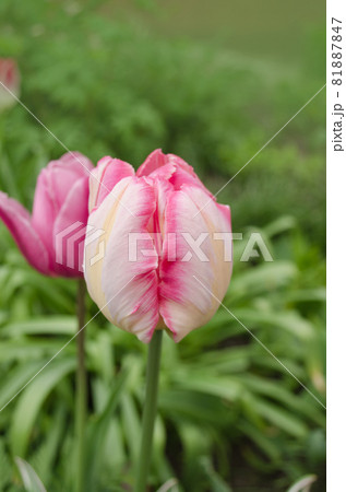 Pink Parrot tulip flower in garden Pink Parrot tulip flower in garden 81887847