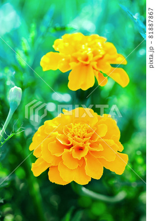 Yellow Marigolds flower 81887867