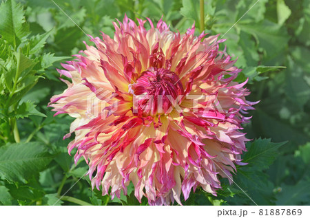 Large fuzzy combination of peach and pink color Dahlia flower Large fuzzy combination of peach and pink color Dahlia flower 81887869