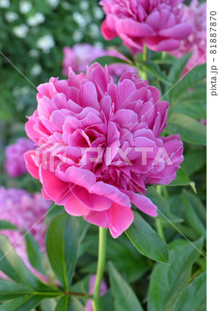 Scented pink peonies. Pink trendy colored peony Scented pink peonies. Pink trendy colored peony 81887870