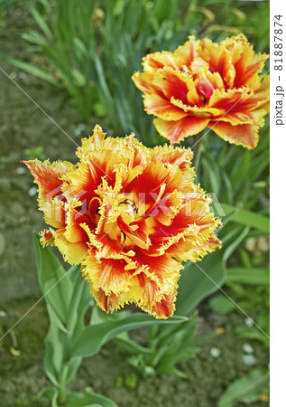 Red double tulip 81887874
