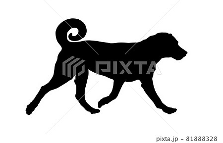 Black dog silhouette. Appenzeller sennenhund puppy 81888328