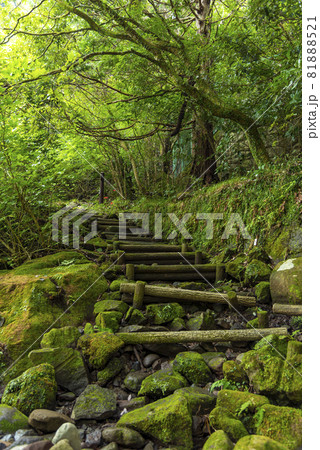 青々とした箱根旧街道の登山道　苔蒸した階段 81888521