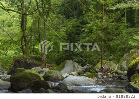 青々とした箱根旧街道の登山道から望む渓流1 81888522