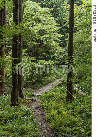 青々とした箱根旧街道の登山道2　渓流を渡る木道の橋 81888523